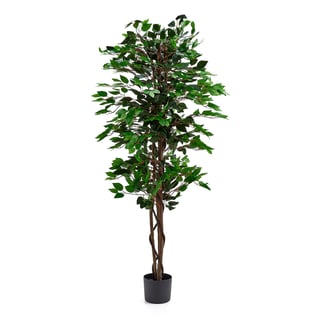 Konstväxt, Benjaminfikus, H 1600 mm, 1-pack