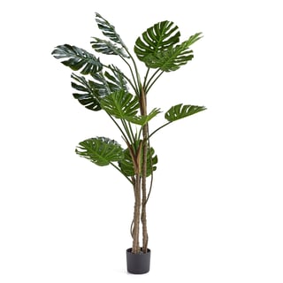 Konstväxt, Monstera, H 1800 mm, 1 -pack