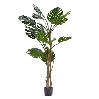 Monstera, 1800 mm, 1-pack