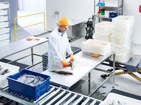 Mann skjærer fisk på rustfritt arbeidsbord fra Cowab. Foto